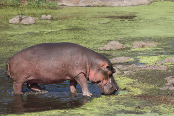 Flußpferd / Hippopotamus / Hippopotamus amphibius