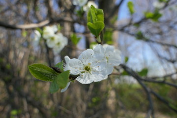 Obraz premium weiße Blüte