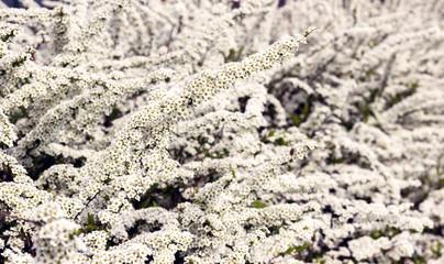 Bush with flowers