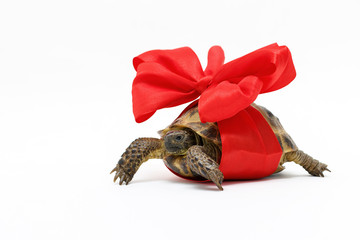 Central Asian tortoise with a red bow, isolated on white background, close-up.