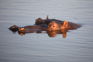 Flußpferd / Hippopotamus / Hippopotamus amphibius