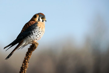 Kestrel Pose