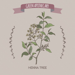 Lawsonia inermis aka henna tree color sketch. Green apothecary series.