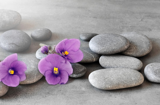 Purple flower and stone zen spa on grey background