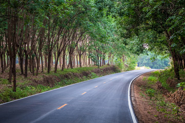 Fototapeta premium Road Through Rubber Trees Forest