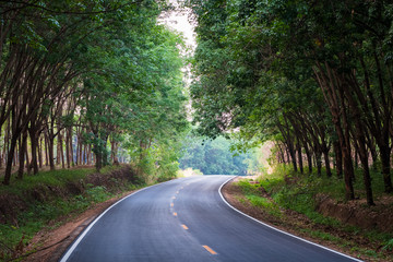 Road Through Rubber Trees Forest