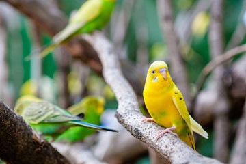 Lovely parrots and friends