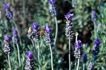 lavanders in bloom with a bee
