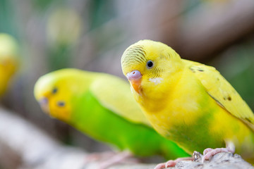 Lovely parrots and friends