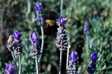 lavanders in bloom with a bee