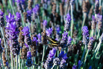 lavanders in bloom
