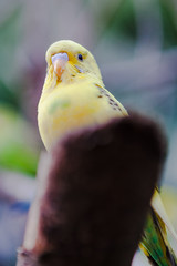 Lovely parrots and friends