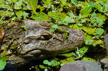 Close up of a Yacare head in Argentina Iguazu National Park
