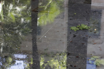 Reflejos de lluvia
