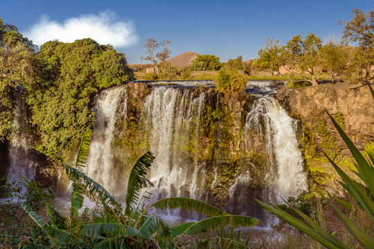 Lily waterfall