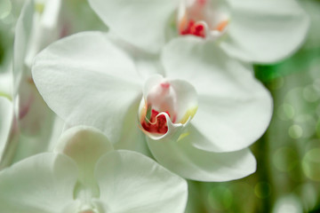 Beautiful orchid flowers in the greenhouse. Сlose up view. White gentle orchid flowers are taken in soft light. Can be used to create a postcard.