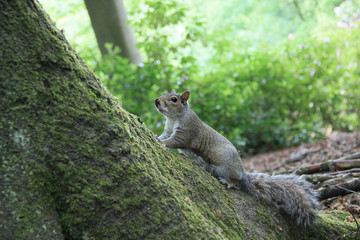 Cute squirrel on a tree