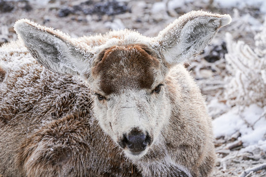 Mulie Bilder Durchsuchen 82 Archivfotos, und Videos