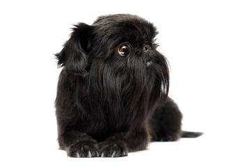 dog breed Belgian Griffon looks