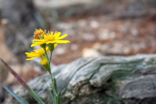 Bright yellow flower against unfocused background