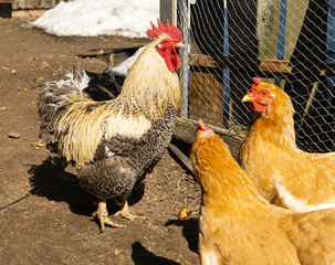 Cock with hen on land by springtime
