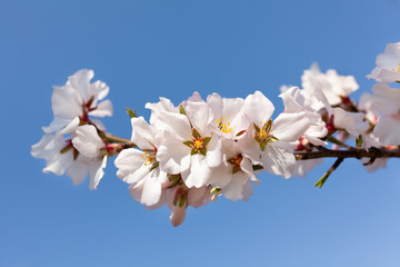almond blossom