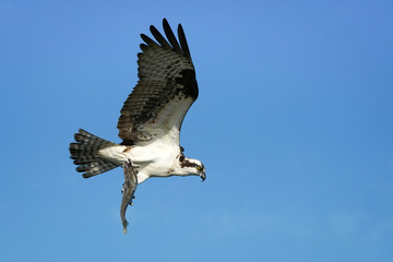 Obraz premium Osprey Fish