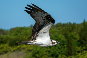 Osprey Flight