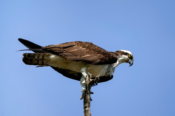 Osprey Perch
