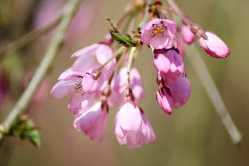 Fototapeta premium Sakura tree in spring blossom