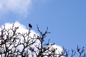 La silhouette