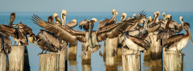 Pelican Pilings © Bernie Duhamel