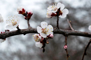blooming apricot branches in a garden in spring