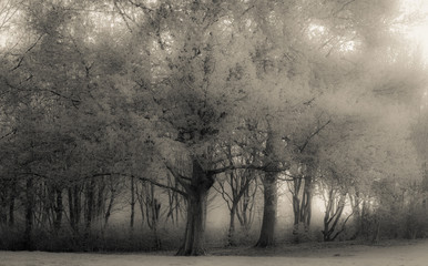 Fototapeta na wymiar Misty Trees Hemmeland