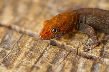yellow lizard in wood