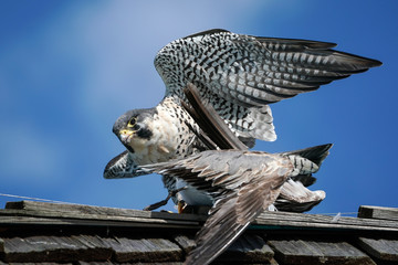 Peregrine Falcon Seagull