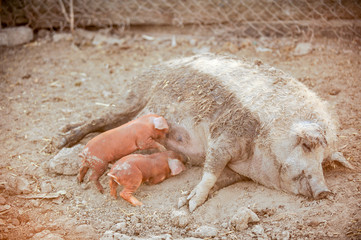 Domestic pigs of Hungarian breed Mangalitsa. Hybrid boars grazing outdoors in dirty farm field. pigs. Concept of growing organic food. Pig breeding.