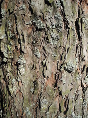 pine bark texture