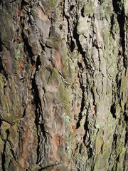 pine bark texture