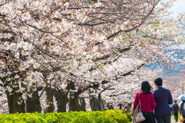 blurred photo of Hanami in the sakura garden. The popular festival sakura matsuri during spring...