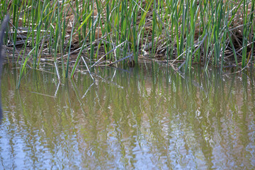 Vegetación de ribera - Rio Ebro - Flix - Tarragona