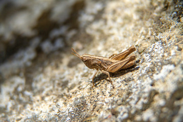 grasshopper on a background