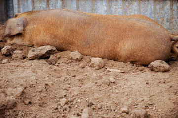 Domestic pigs of Hungarian breed Mangalitsa. Hybrid boars grazing outdoors in dirty farm field. pigs. Concept of growing organic food. Pig breeding.