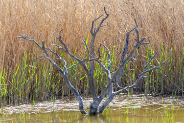 Vegetación de ribera - Rio Ebro - Flix - Tarragona