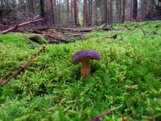 mushroom in forest