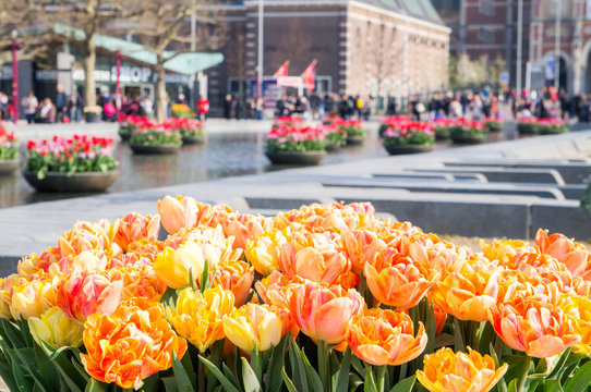 Amsterdam, 7th April 2019: Yellow tulips foreground at Amsterdam tulip festival at Rijks museum square  