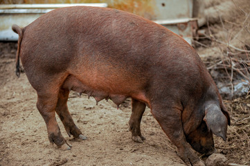 Domestic pigs of Hungarian breed Mangalitsa. Hybrid boars grazing outdoors in dirty farm field. pigs. Concept of growing organic food. Pig breeding.