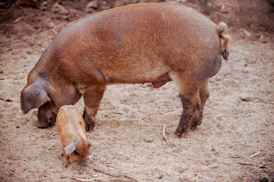Domestic pigs of Hungarian breed Mangalitsa. Hybrid boars grazing outdoors in dirty farm field. pigs. Concept of growing organic food. Pig breeding.