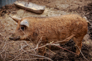 Fototapeta premium Domestic pigs of the Hungarian breed of Mangalitsa are free to move in corral. Swine farm