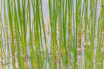 Obraz premium Vegetación de ribera - Rio Ebro - Flix - Tarragona